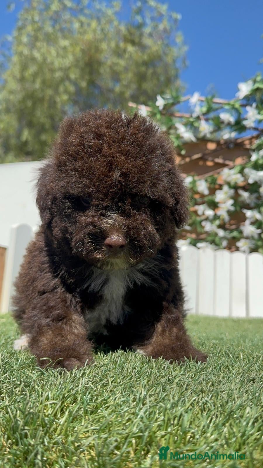Perro de Agua Español perros en venta: PERRO DE AGUA ESPAÑOL - Anuncio 15