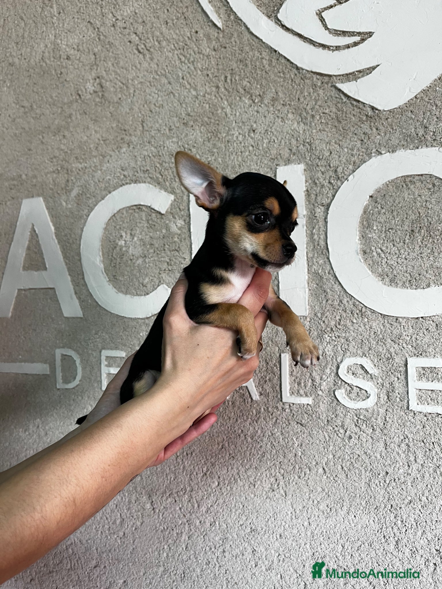 Chihuahua perros Chihuhua  - Anuncio 35