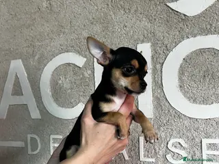 Chihuahua perros Chihuhua - Anuncio 35