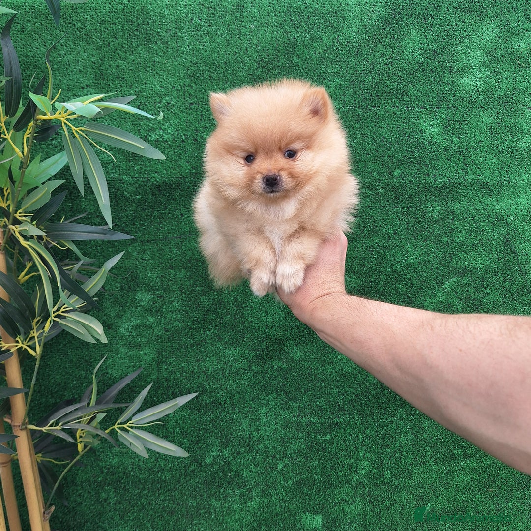 Pomerania perros en venta: LULU DE POMERANIA  - Imagen 2