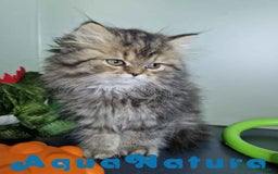 Persa gatos en venta: Persa Hembra Virgi 7727 AQUANATURA - Imagen 1