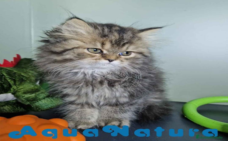 Persa gatos - Anuncio 1