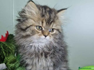 Persa gatos - Anuncio 1