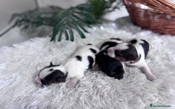 Yorkshire Terrier perros en venta: YORKSHIRE BIEWER HEMBRAS - Anuncio 19