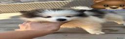 Pomerania perros en venta: Preciosos pomeranias🐻 - Anuncio 7