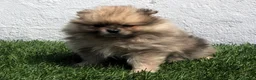 Pomerania perros en venta: Pomerania - Anuncio 5