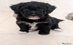 Maltipoo perros en venta: Camada de Maltipoo  - Imagen 5