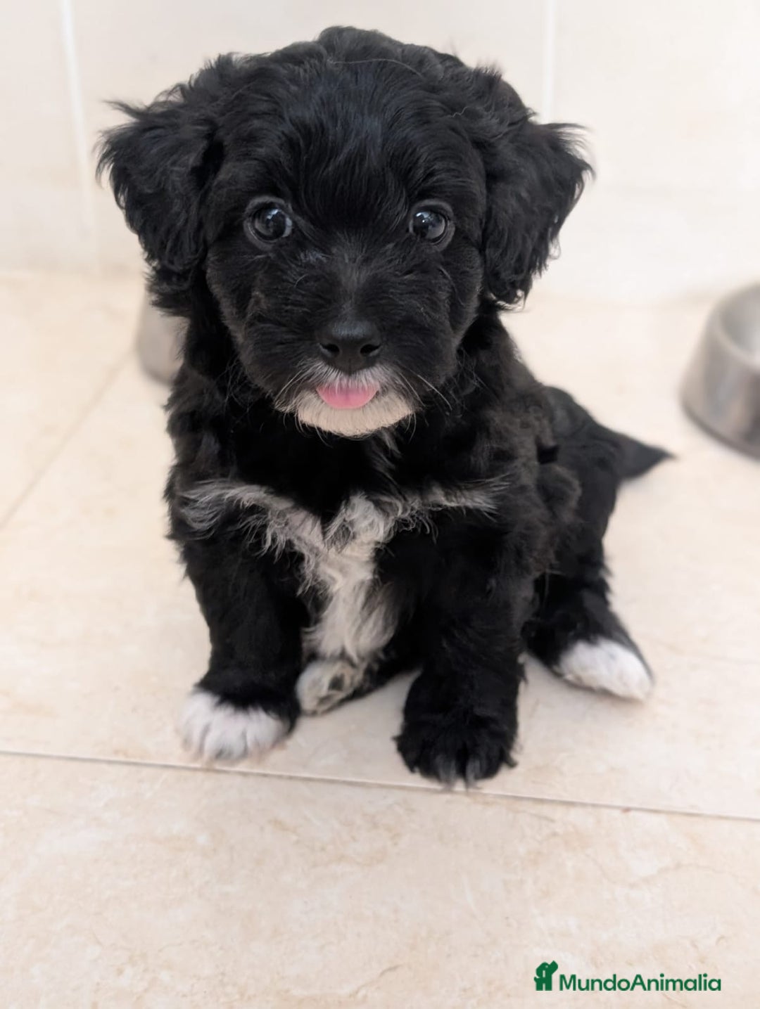 Maltipoo perros en venta: Camada de Maltipoo  - Imagen 5