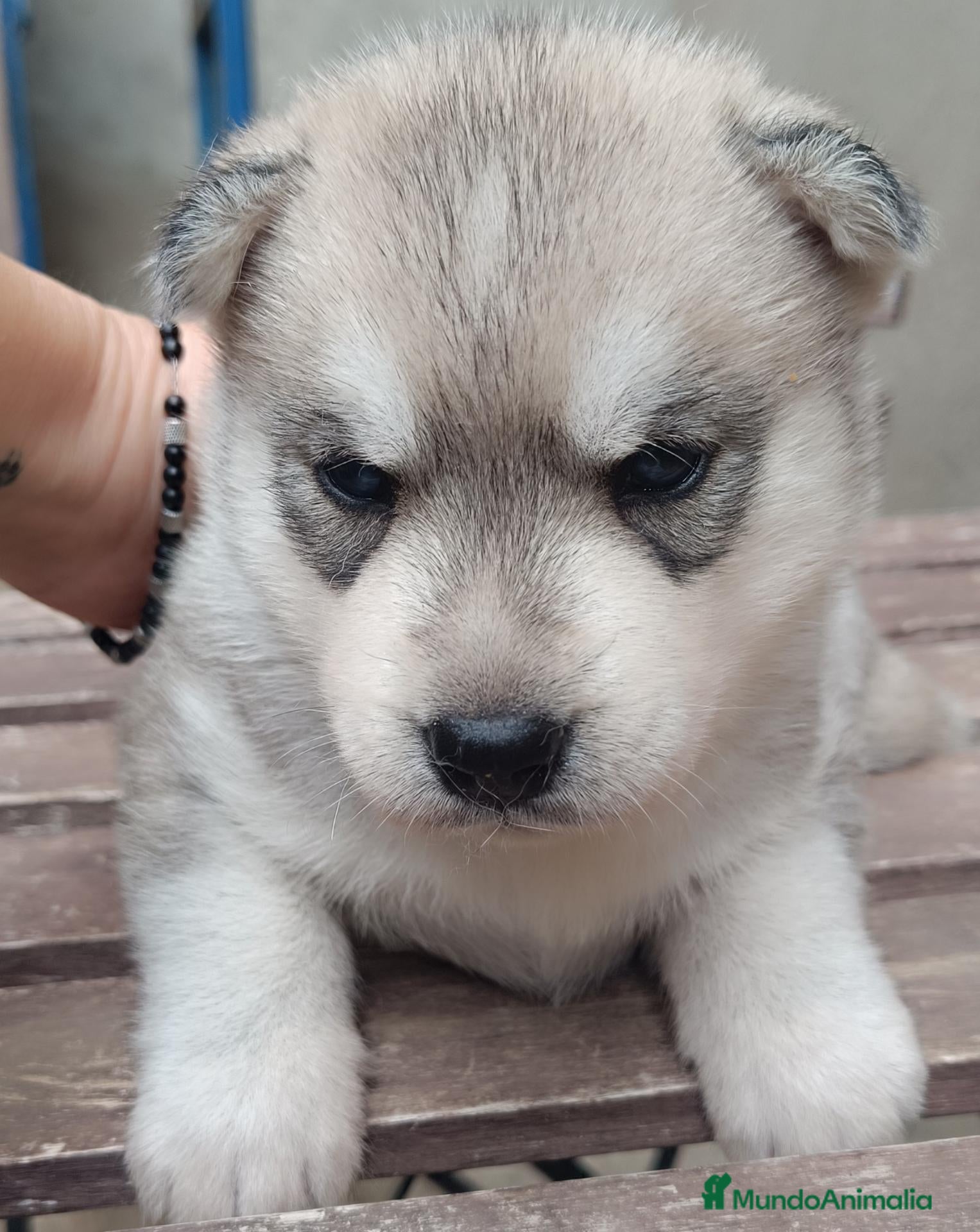 Husky Siberiano perros Siberian husky camada - Anuncio 7