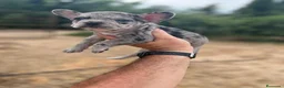 Bulldog Francés perros en venta: Bulldog frances  - Anuncio 8