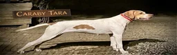 Pointer perros en venta: Benidorm Caraby pointer inglés  - Anuncio 6