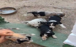 Border Collie perros en venta: Nueva camada border collie  - Imagen 8