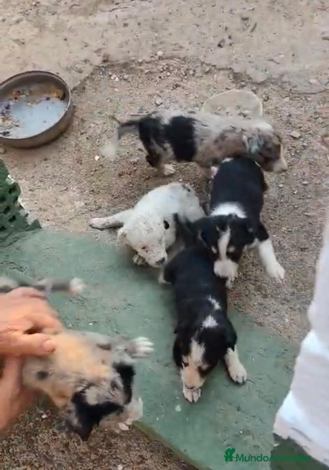 Border Collie perros en venta: Nueva camada border collie  - Imagen 8