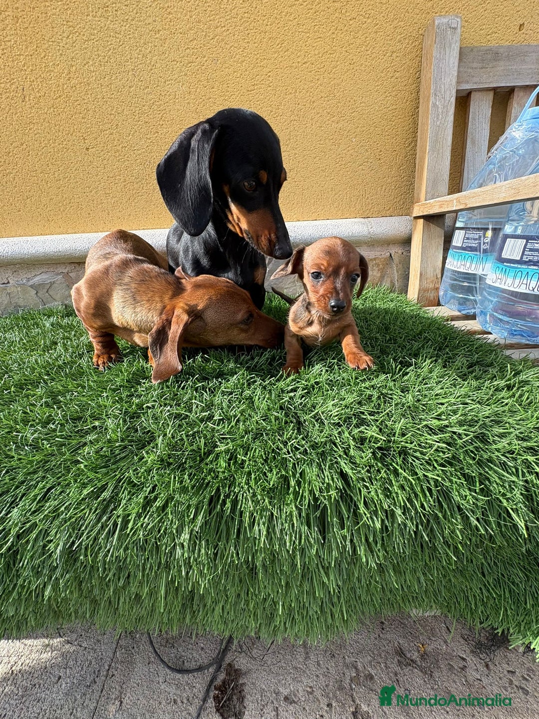 Teckel Miniatura perros en venta: Teckel miniatura varios colores  - Anuncio 21