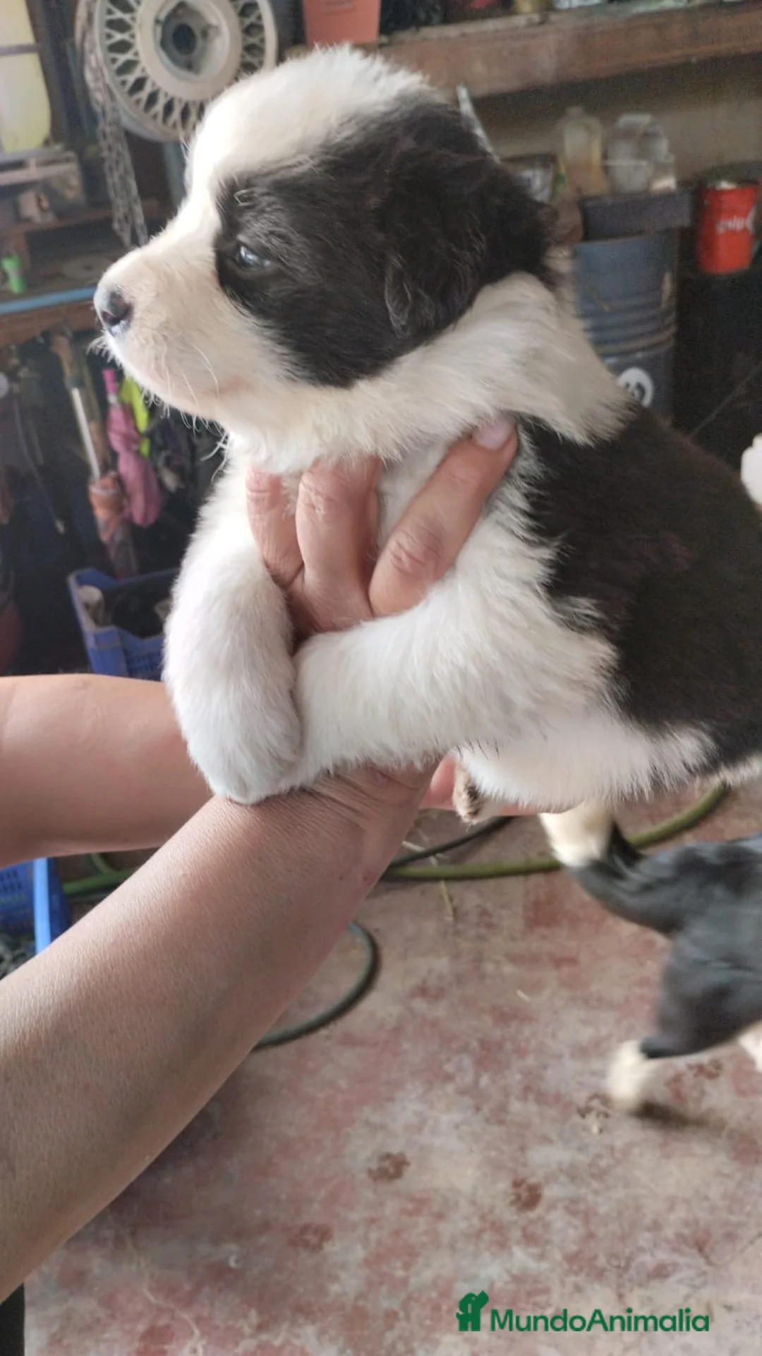 Border Collie perros en venta: Border Collie exclusivos - Anuncio 15