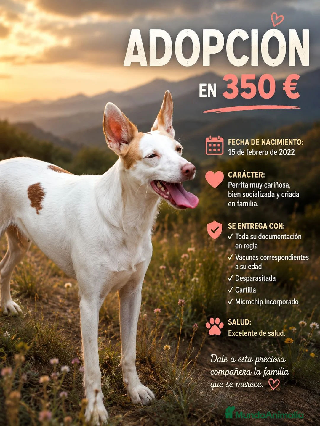 Podenco Andaluz perros en venta: Podenco andaluz - Anuncio 1