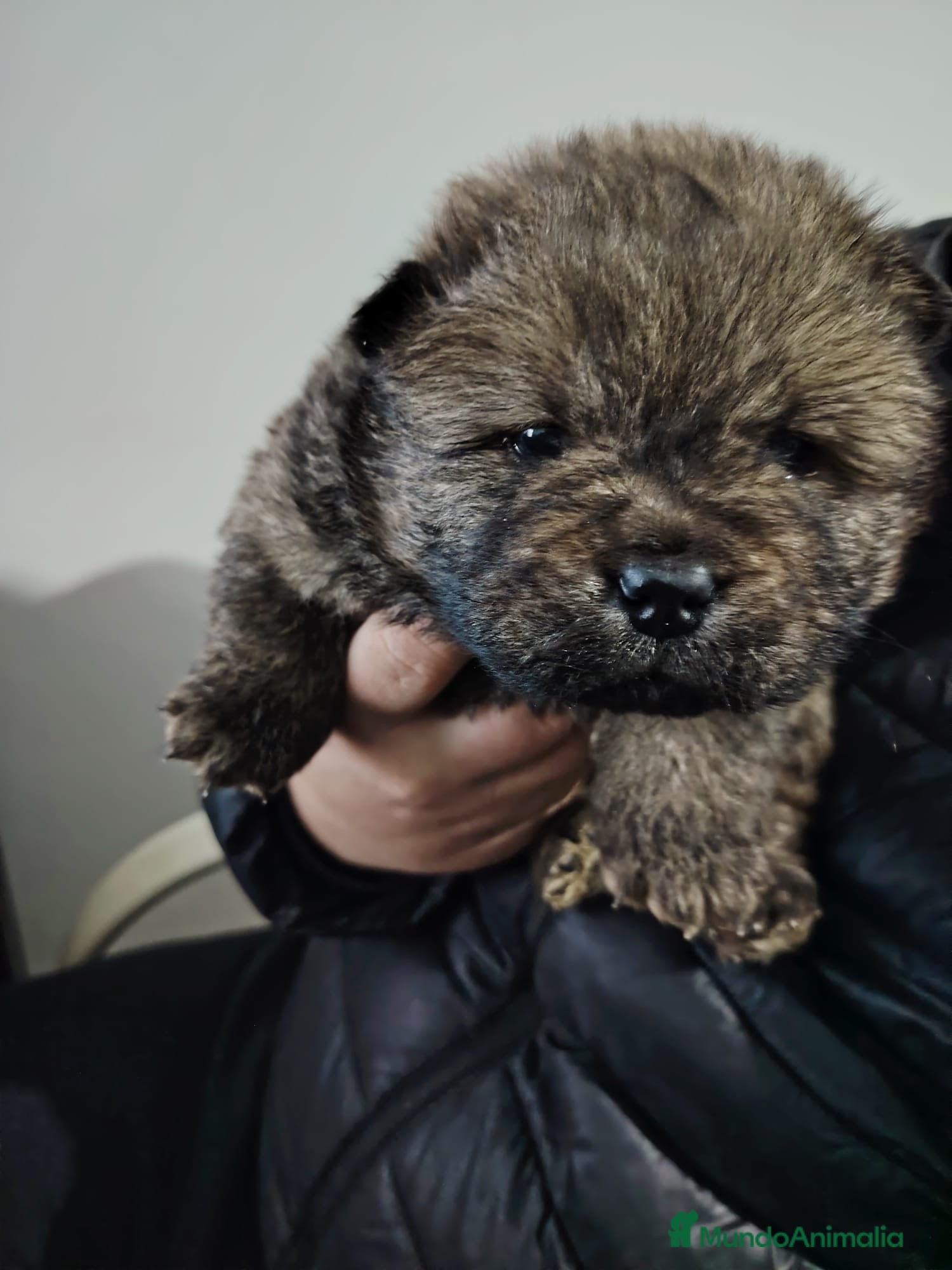 Chow Chow perros Macho disponible de Chow chow - Anuncio 3