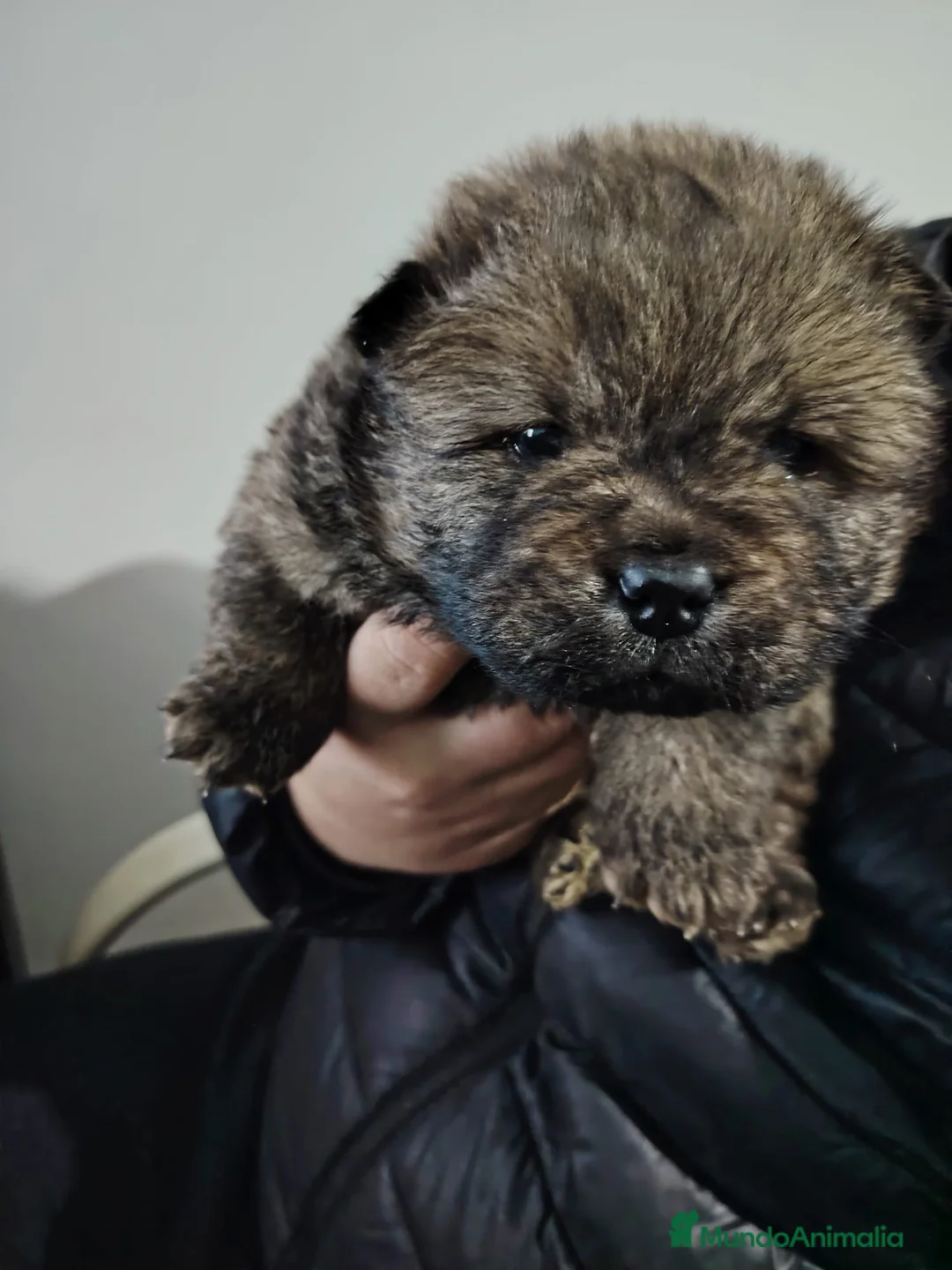 Chow Chow perros en venta: Macho disponible de Chow chow - Anuncio 1