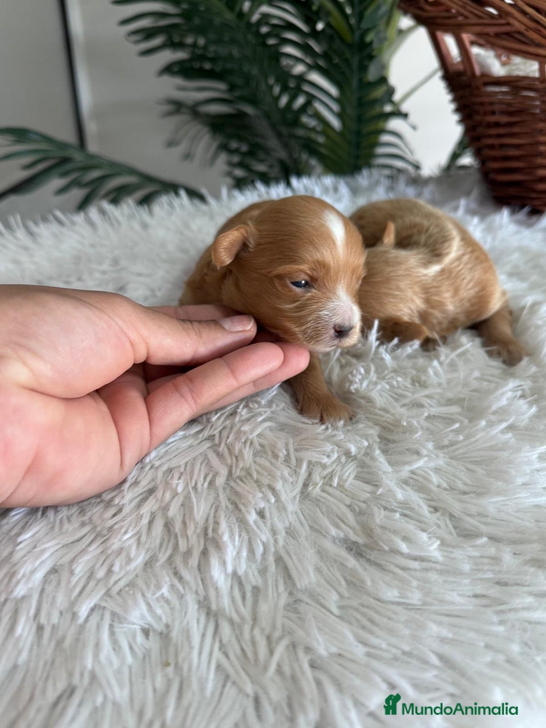 Maltipoo perros en venta: MALTIPOO MACHOS - Imagen 13