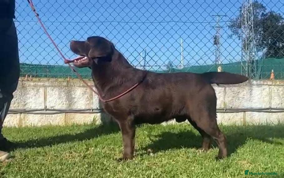 Labrador Retriever perros LABRADOR CHOCOLATE DISPONIBLE - Anuncio 2