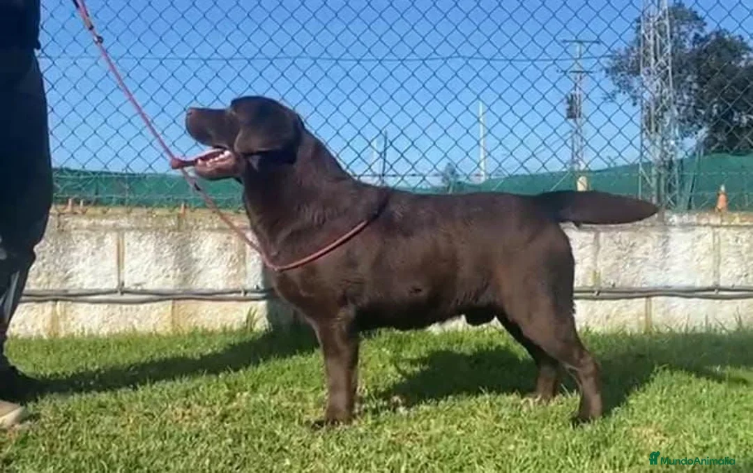 Labrador Retriever perros en venta: LABRADOR CHOCOLATE DISPONIBLE - Anuncio 2