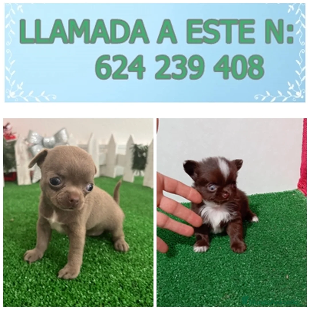 Chihuahua perros en venta: chihuahua linea rusa muy chato y toy  - Anuncio 4
