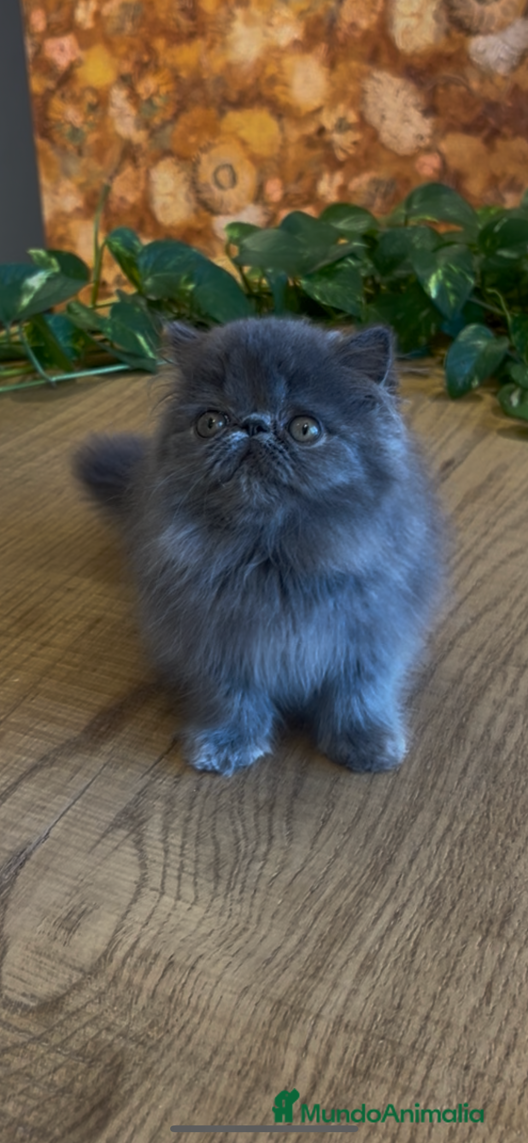 Persa gatos en venta: Persa Macho Azul - Imagen 5