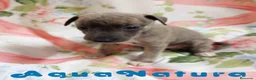 Pequeño Lebrel Italiano perros en venta: Lebrel Italiano Hembra 1833 AQUANATURA - Anuncio 5