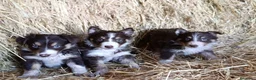 Border Collie perros en venta: Border collies tricolores de calidad  - Anuncio 11