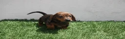 Teckel Miniatura perros en venta: Teckel Miniatura  - Anuncio 24