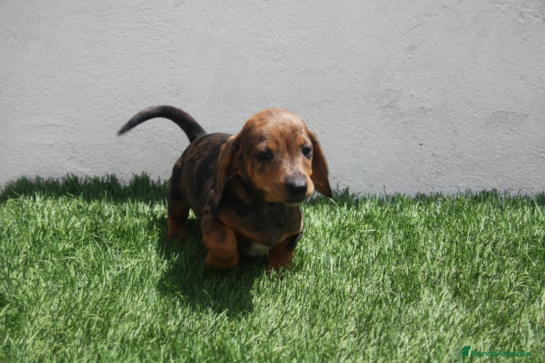Teckel Miniatura perros en venta: Teckel Miniatura  - Anuncio 24