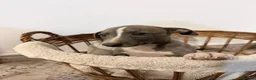 Whippet perros en venta: Whippet exclusivos  - Anuncio 3