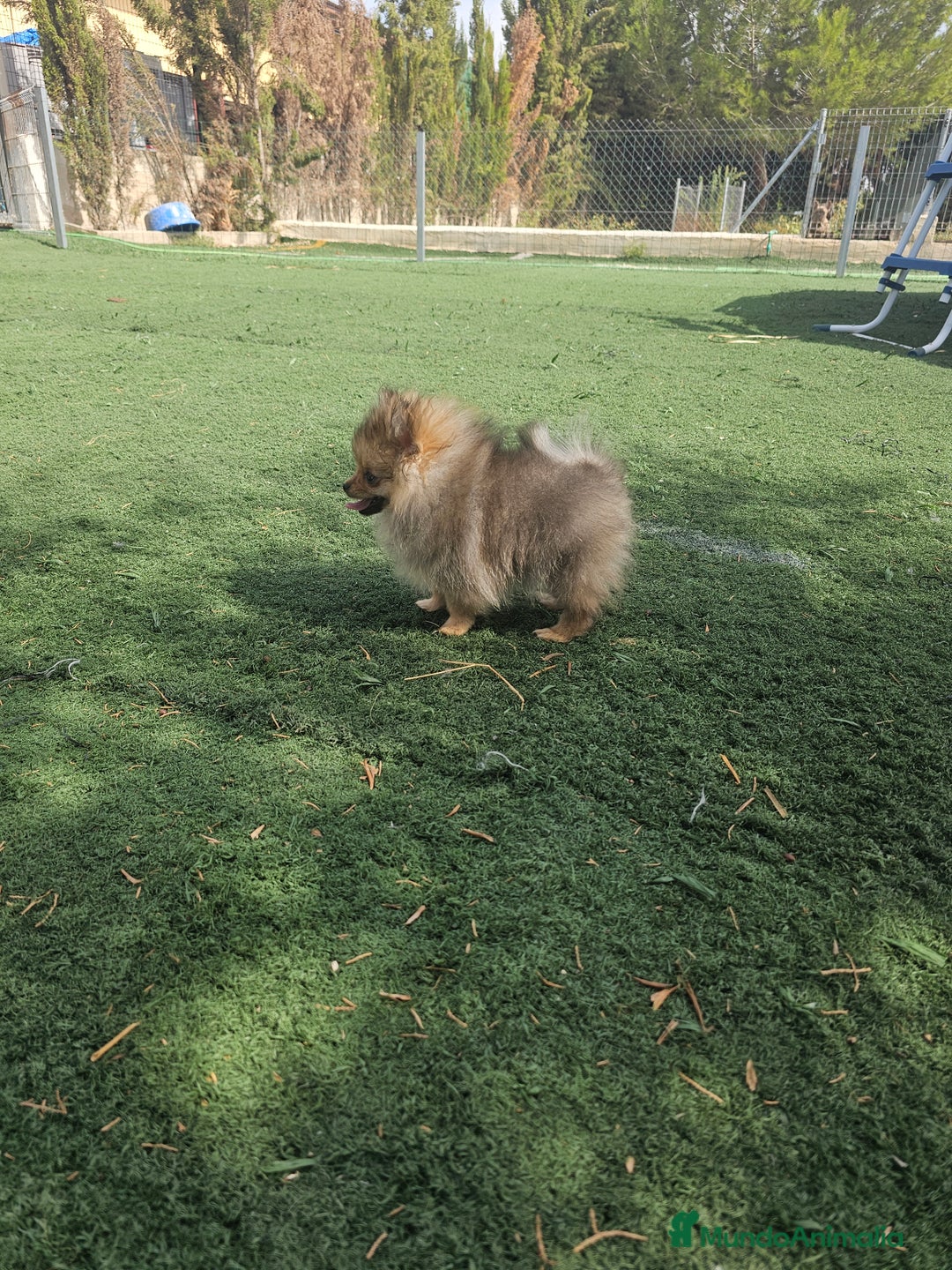 Pomerania perros en venta: Lulu de pomerania miniatura  - Imagen 4