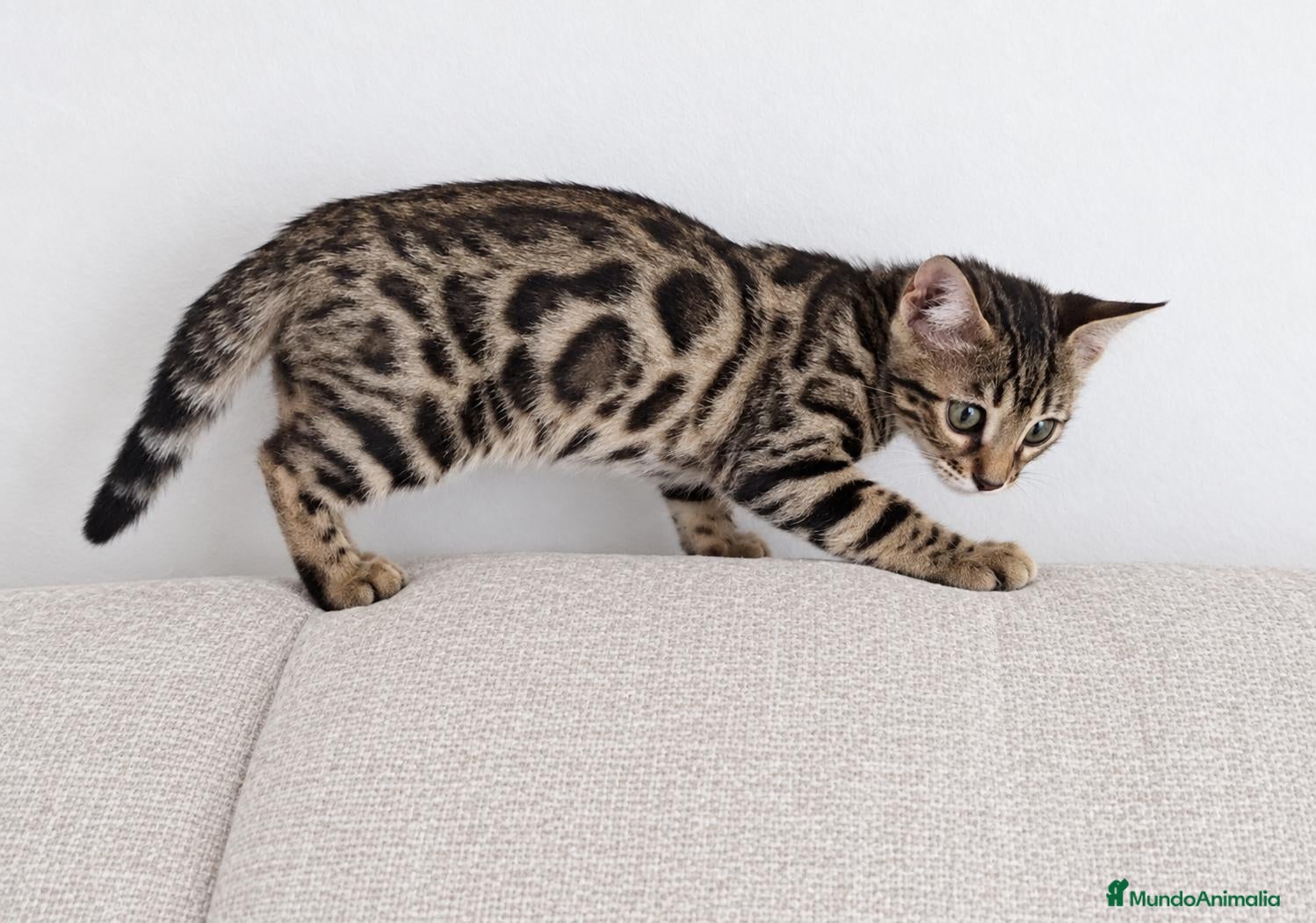 Bengalí gatos BENGALÍ  - Anuncio 1