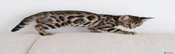Bengalí gatos en venta: BENGALÍ  - Anuncio 2