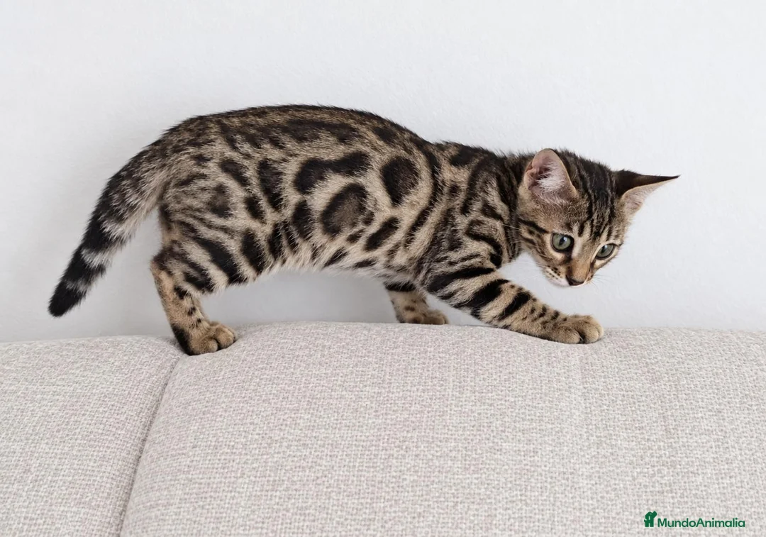 Bengalí gatos en venta: BENGALÍ  - Anuncio 2