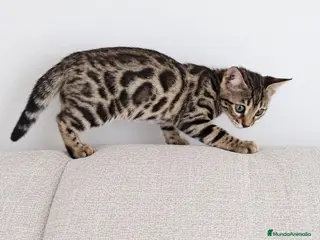 Bengalí gatos BENGALÍ - Anuncio 2