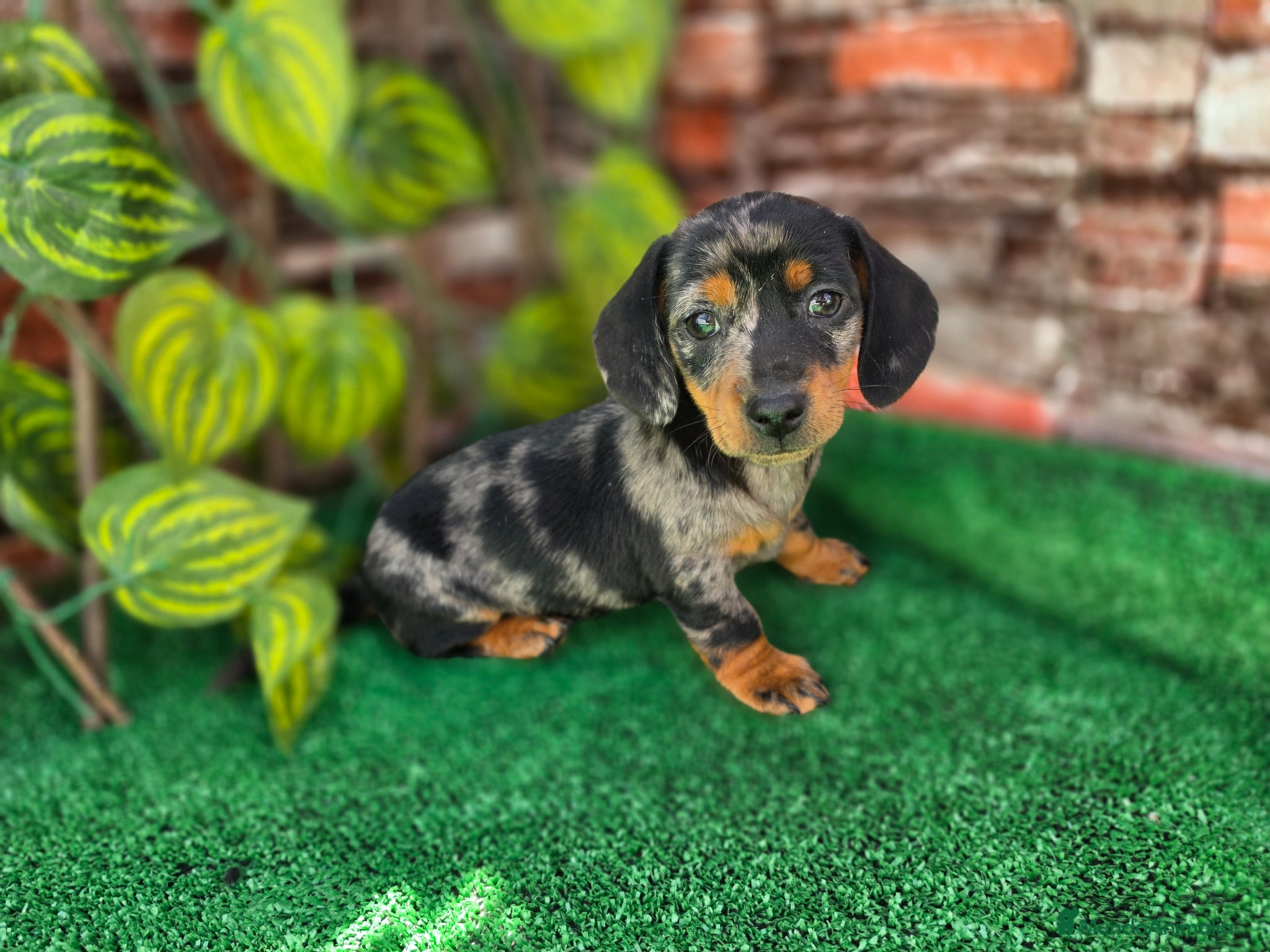 Teckel Miniatura perros TECKEL MINIATURA ARLEQUIN - Anuncio 2