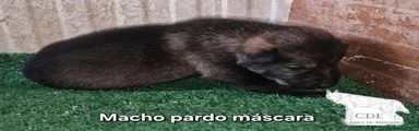Perro Lobo Checoslovaco 3