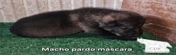 Perro Lobo Checoslovaco perros en venta: Wolfdog/Perro lobo - Anuncio 5