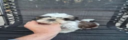 Shih Tzu perros en venta: Machitos shih tzus  - Anuncio 1