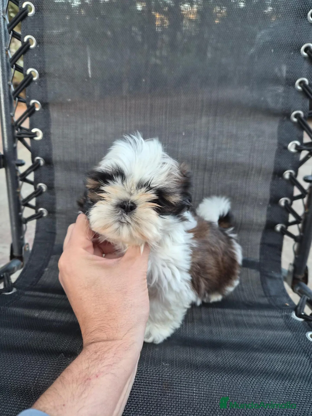 Shih Tzu perros en venta: Machitos shih tzus  - Anuncio 1