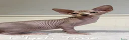 Sphynx gatos en venta: Sphynx - Anuncio 4