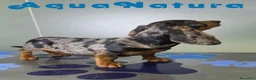 Teckel perros en venta: Teckel Macho de Kily y Luisiño 8171 - Anuncio 5