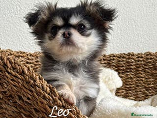 Chihuahua perros CHIHUAHUA PELO LARGO - Anuncio 1