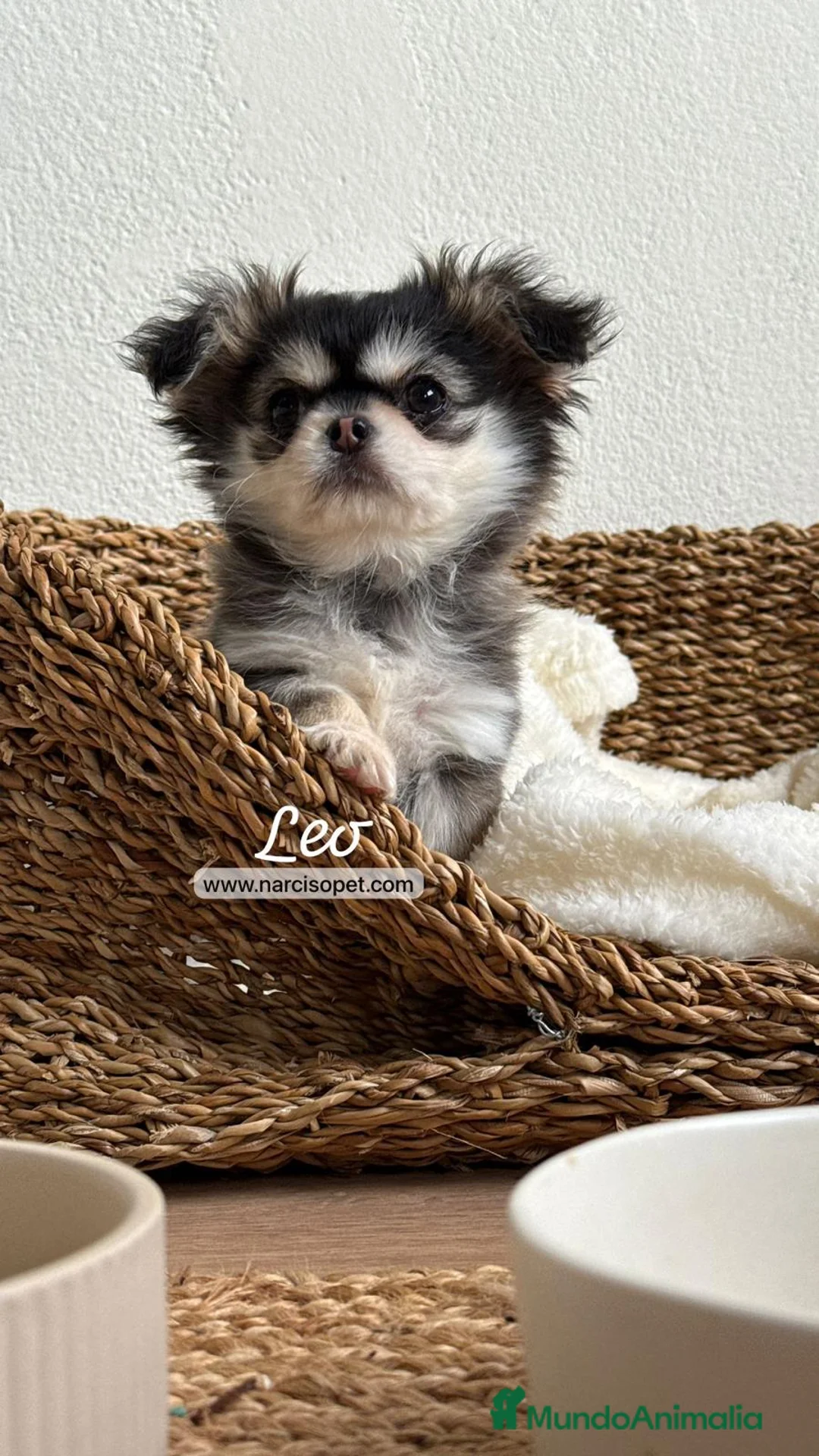 Chihuahua perros en venta: CHIHUAHUA PELO LARGO - Anuncio 1