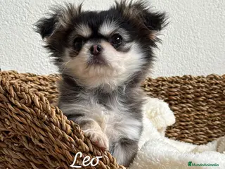 Chihuahua perros CHIHUAHUA PELO LARGO - Anuncio 9