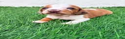 Teckel Miniatura perros en venta: Teckel miniatura tri merle choco blanco - Anuncio 11