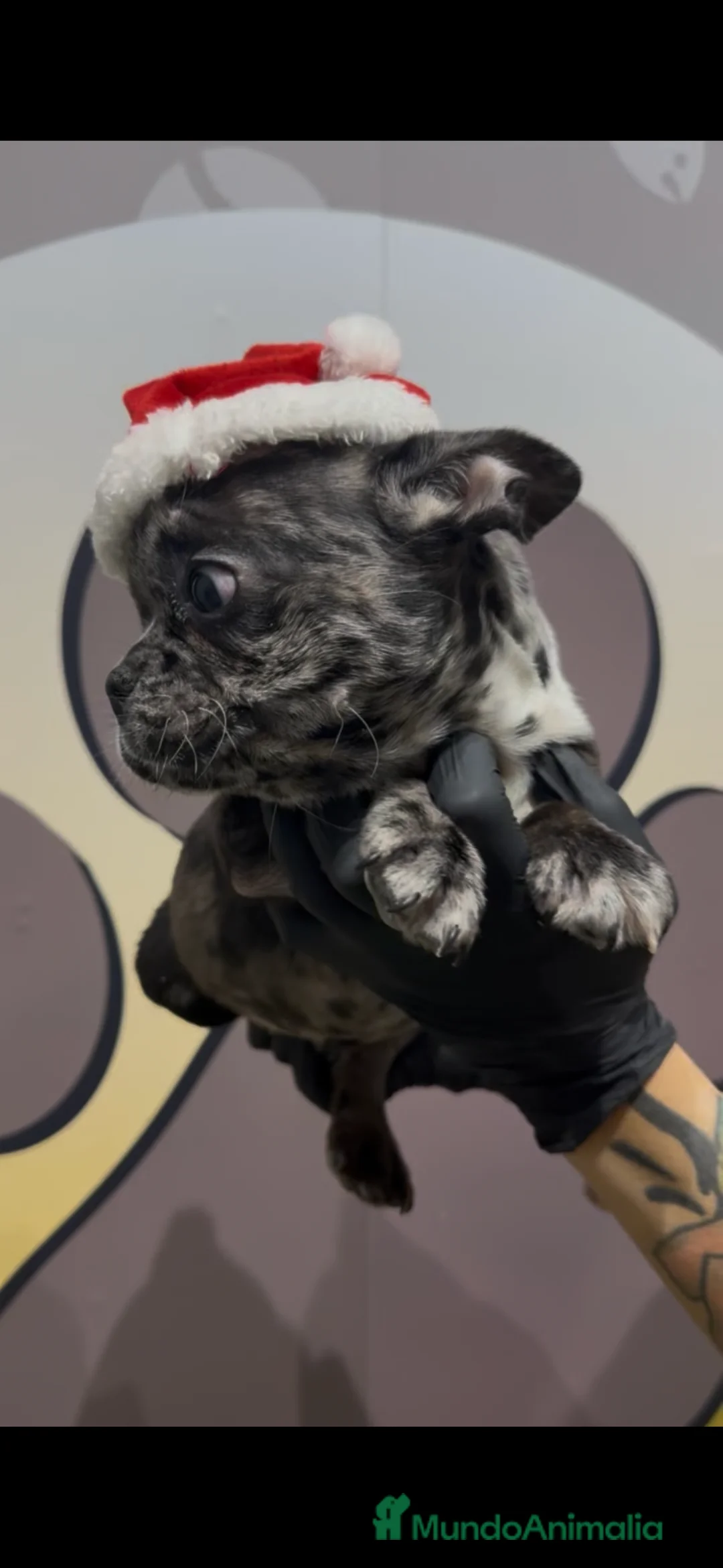 Bulldog Francés perros en venta: Bulldog francés bebe Merle exotico - Anuncio 2