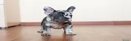Bulldog Francés perros en venta: BULLDOG FRANCES - HUELVA - ENTREGA  - Anuncio 3